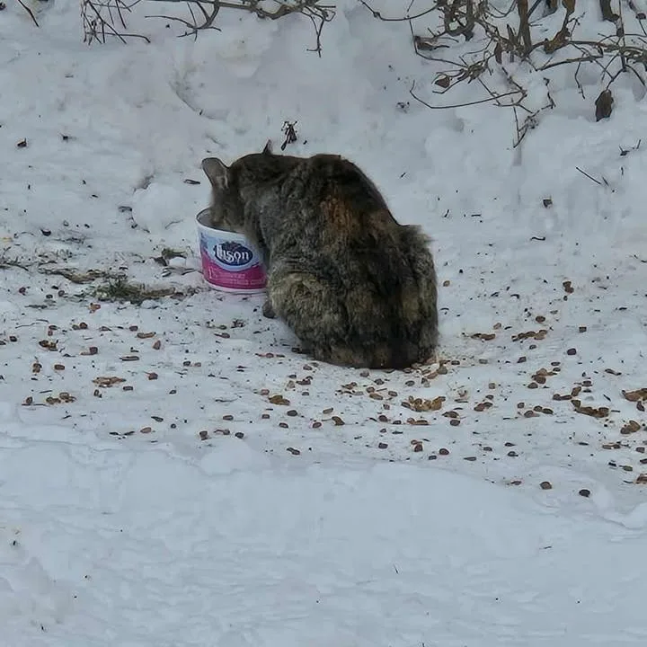 Ralphina Arc thumbnail 5