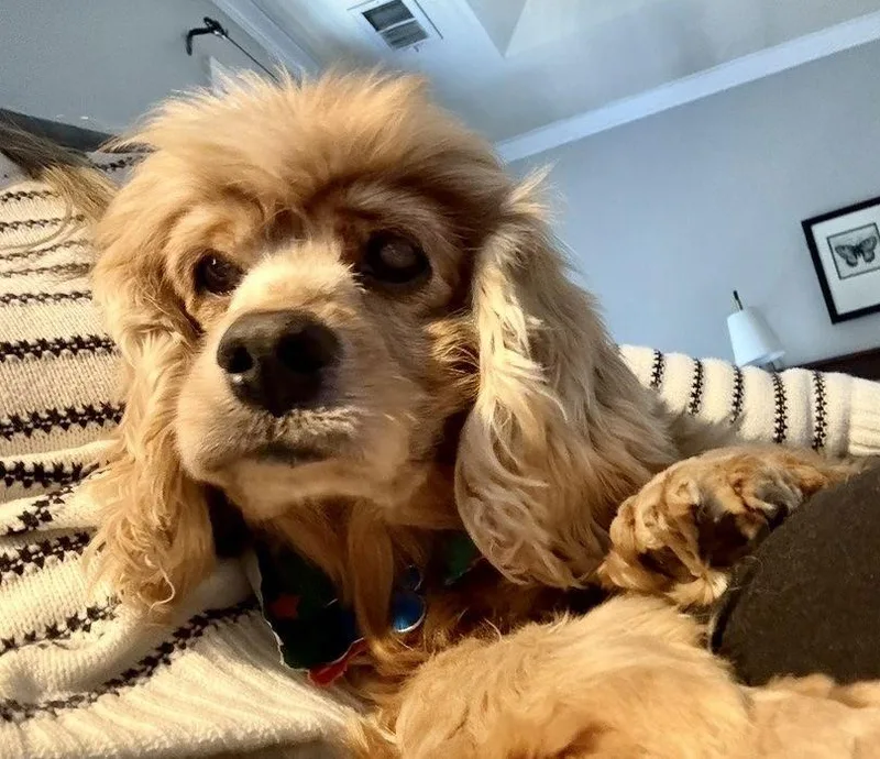 Dolly Darling thumbnail 2