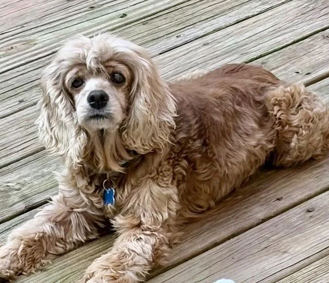 Dolly Darling thumbnail 3