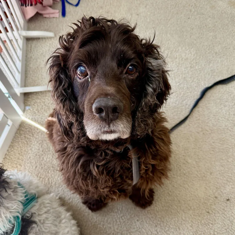 Fabio Darling thumbnail 3