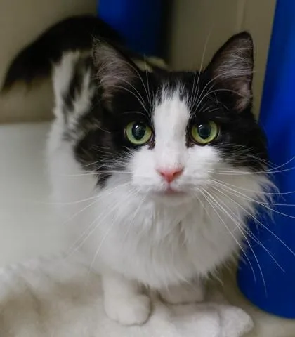 Cleopatra thumbnail 2