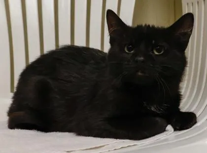 Blackjack thumbnail 3