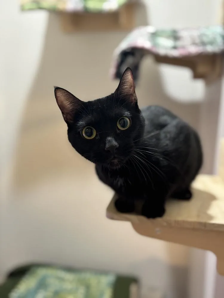 Lola Sparks thumbnail 2