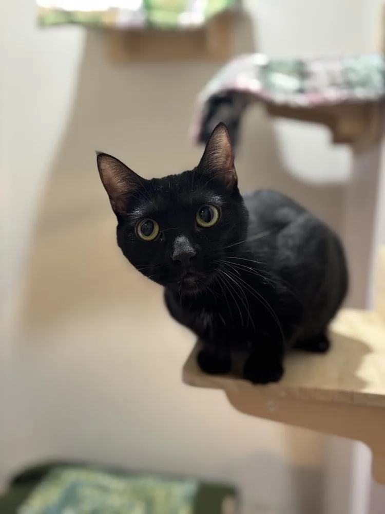 Lola Sparks thumbnail 3