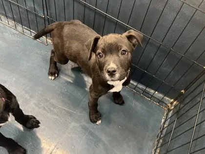 Horchata thumbnail 2