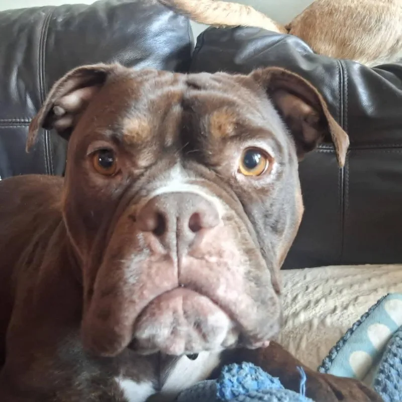 Roxie Rumble thumbnail 2