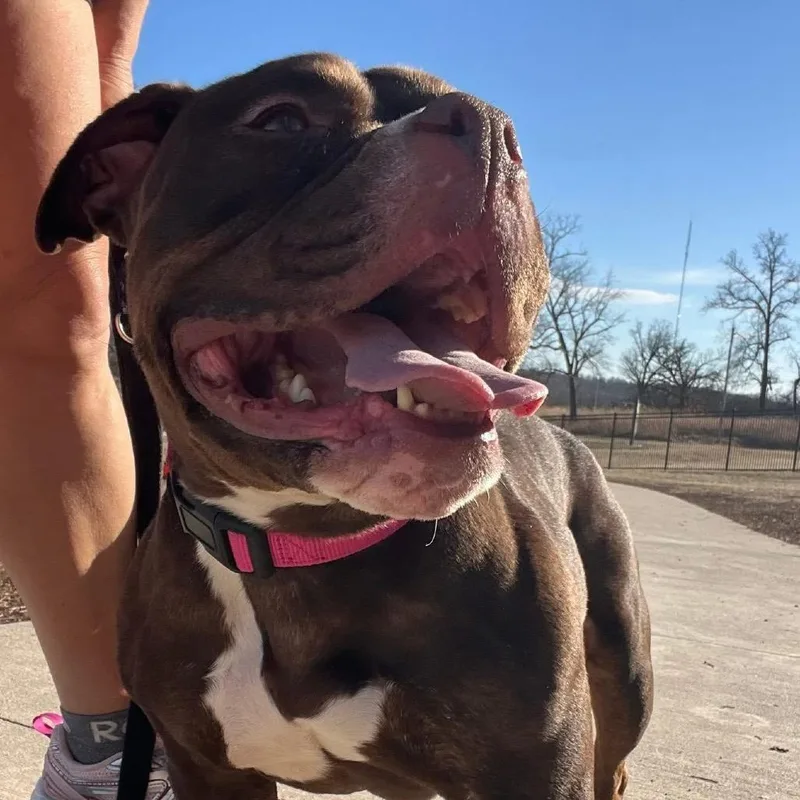 Roxie Rumble thumbnail 3