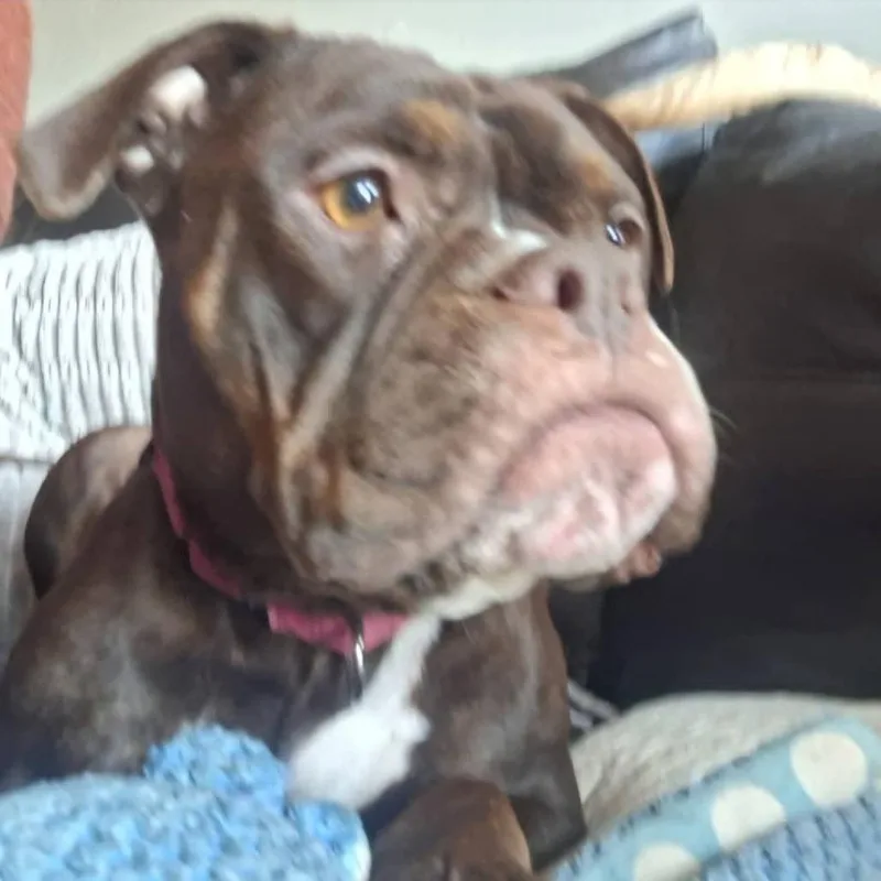 Roxie Rumble thumbnail 4