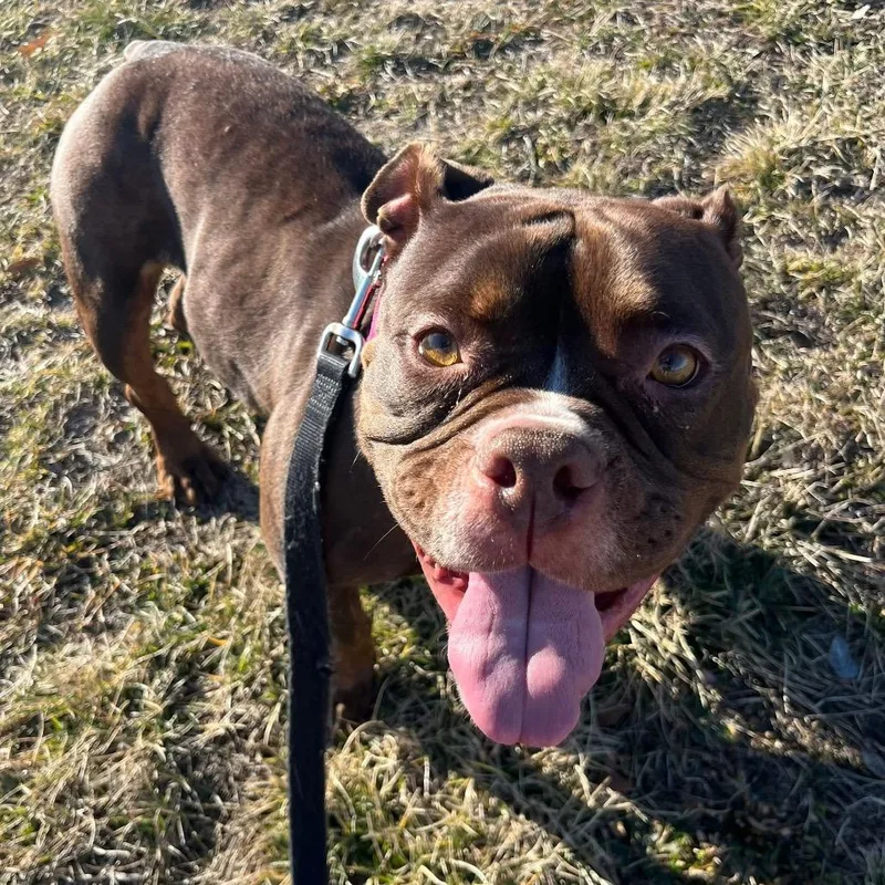 Roxie Rumble thumbnail 5