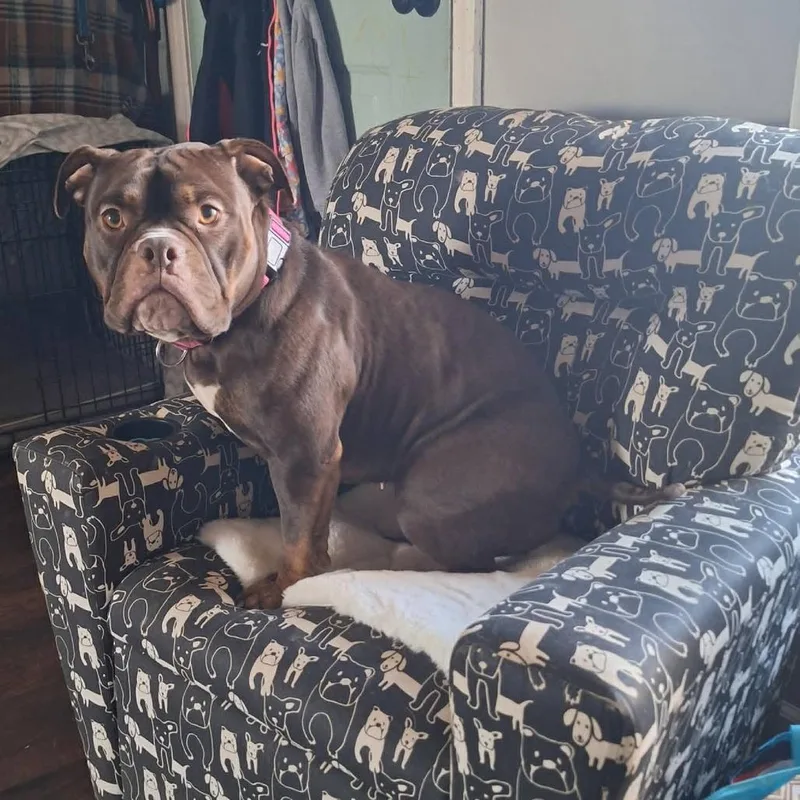 Roxie Rumble thumbnail 6