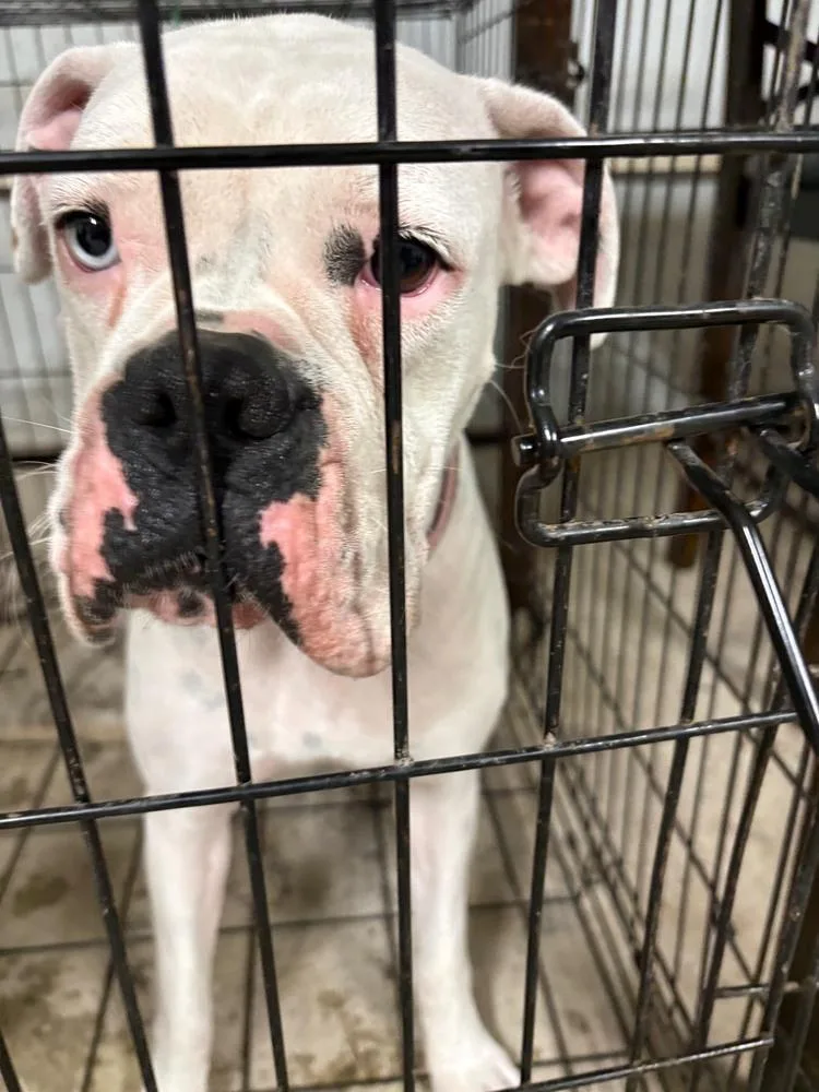 Nova Iii thumbnail 2