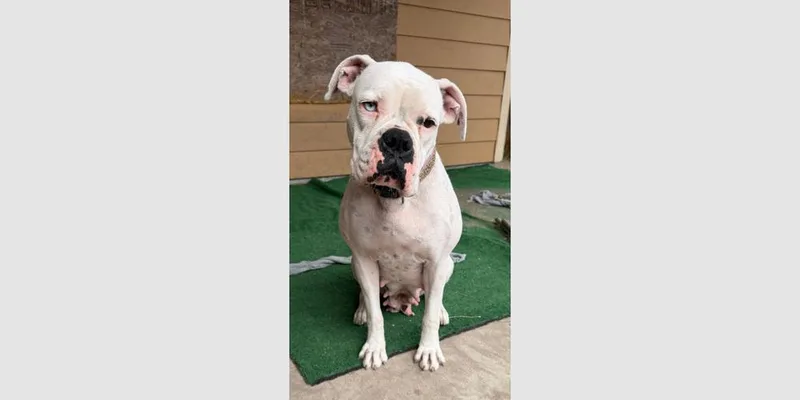 Nova Iii thumbnail 3