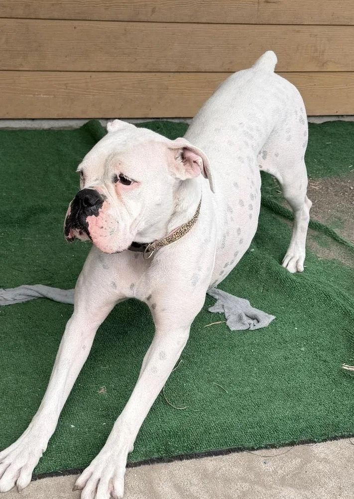 Nova Iii thumbnail 4