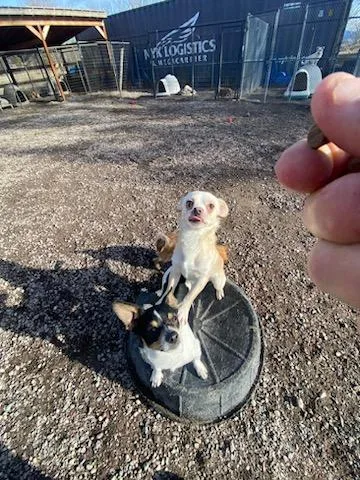 King Arthur thumbnail 3