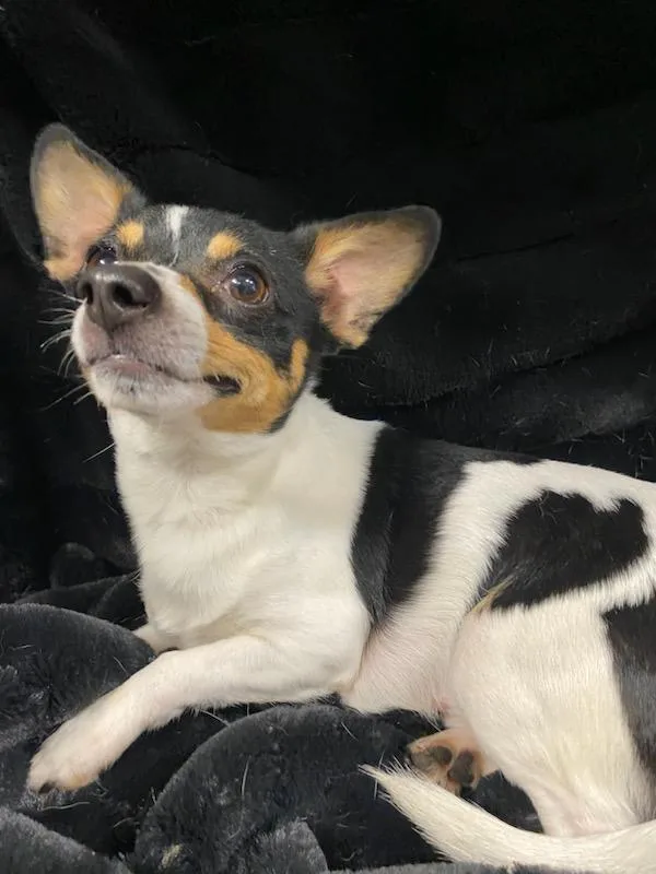 King Arthur thumbnail 4