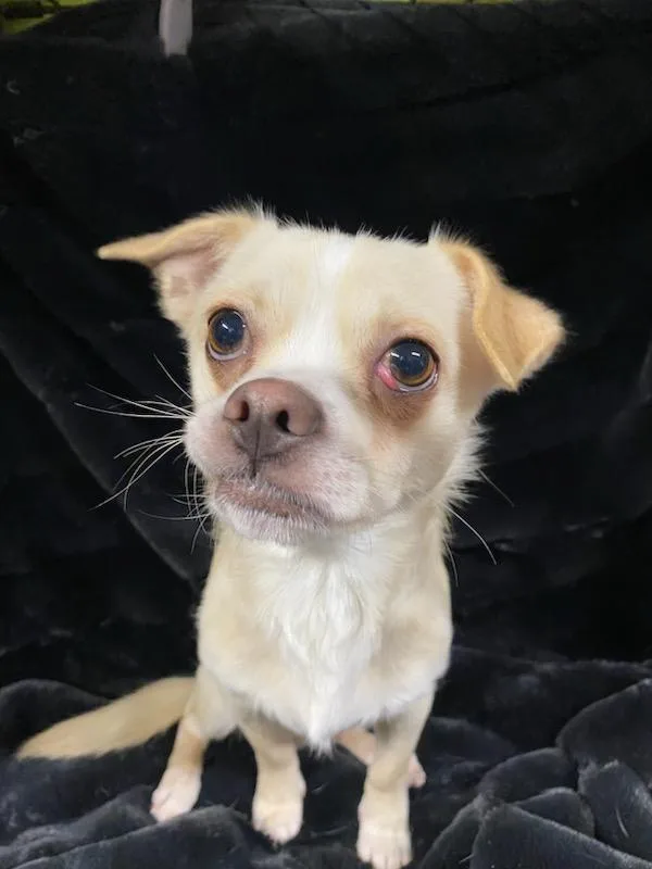 Napoleon thumbnail 2