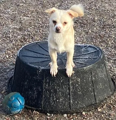 Napoleon thumbnail 3