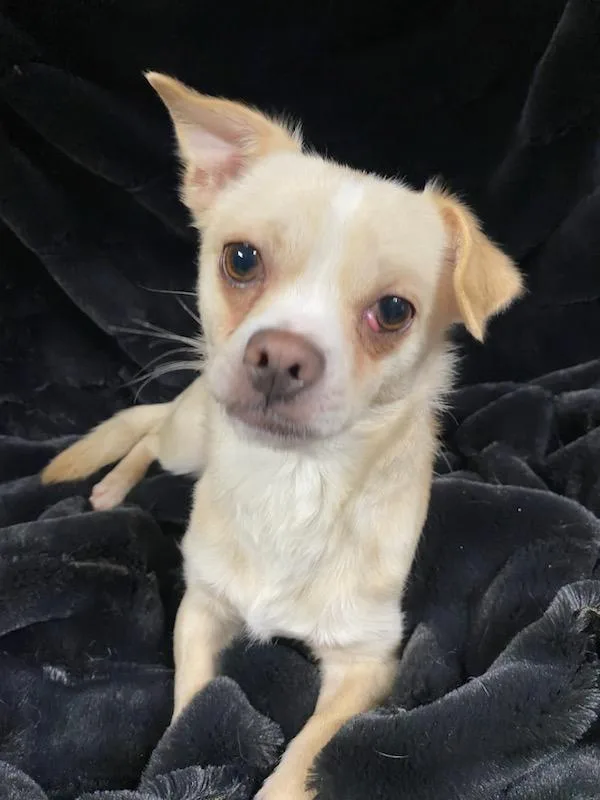 Napoleon thumbnail 5