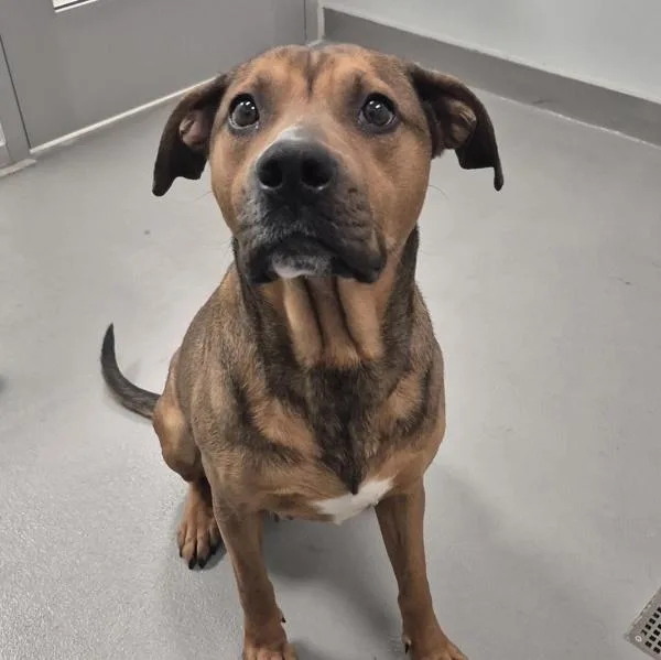 Limburger thumbnail 2