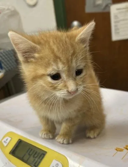 A baby small-sized male Domestic Short Hair cat named Avery for adoption in Anderson, IN