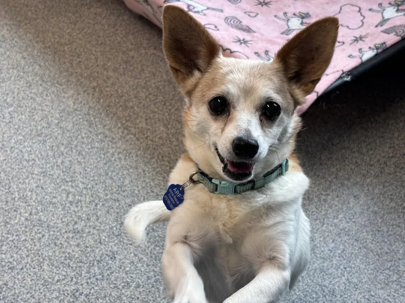 Queenie [lucy] thumbnail 3