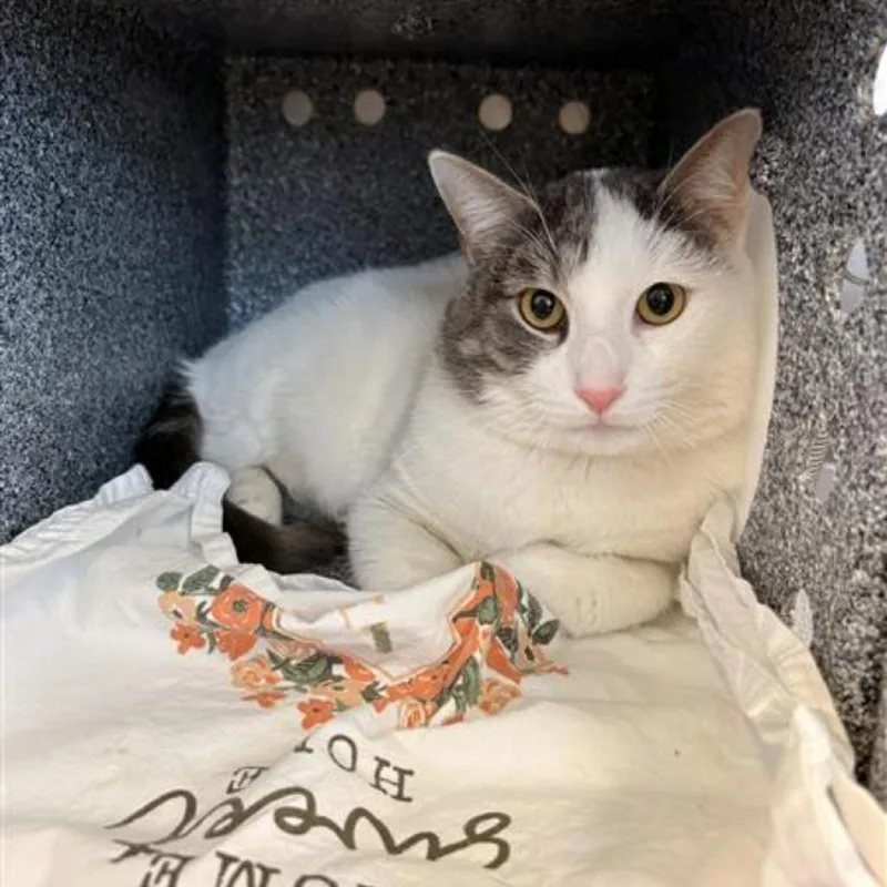 An adult large-sized male White Domestic Short Hair cat named Storm for adoption in Birdsboro, PA