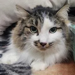 Tomfoolery thumbnail 3