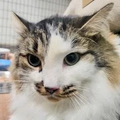 Tomfoolery thumbnail 4