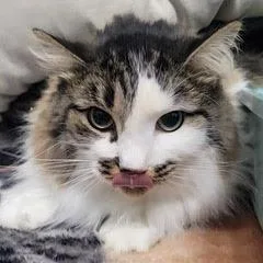 Tomfoolery thumbnail 6