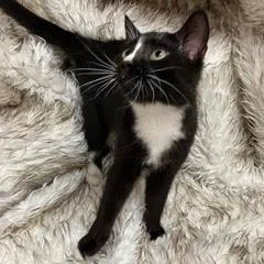 Siegfried thumbnail 2