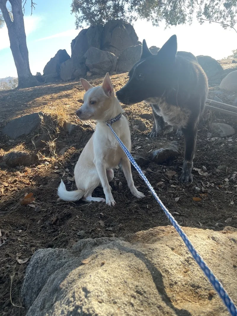 A young small-sized male Terrier dog named Baker for adoption in Fresno, CA