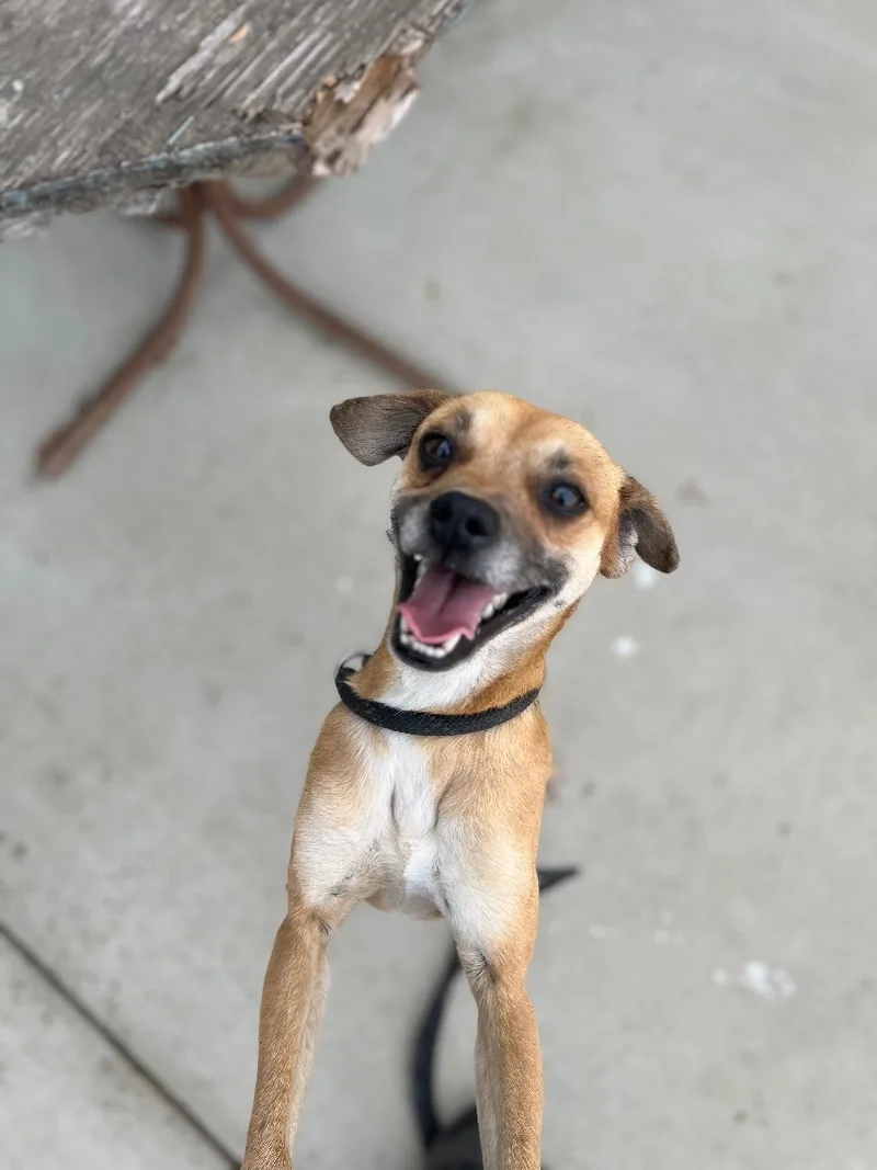 An adult small-sized male Apricot / Beige Terrier dog named Baris for adoption in Fresno, CA