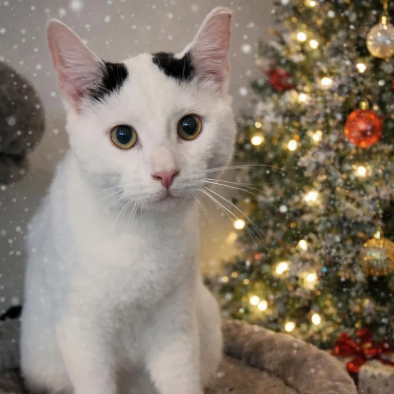 Snoop Dogg thumbnail 2