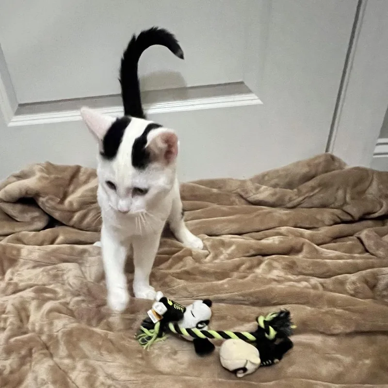 Snoop Dogg thumbnail 3