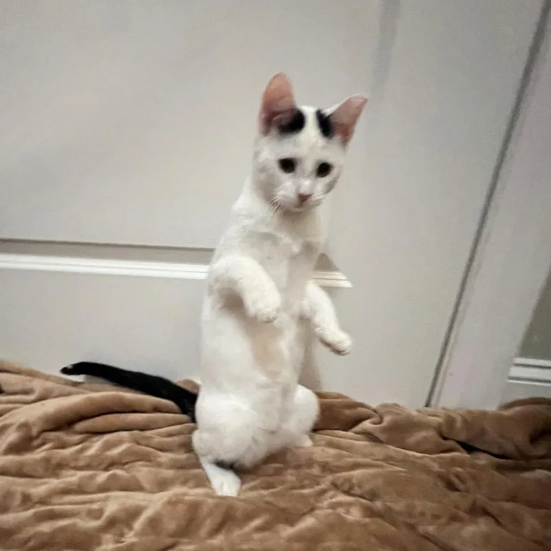 Snoop Dogg thumbnail 4