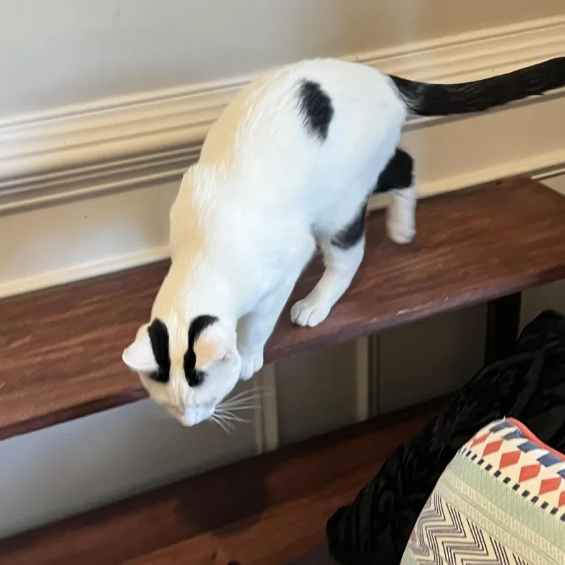 Snoop Dogg thumbnail 6