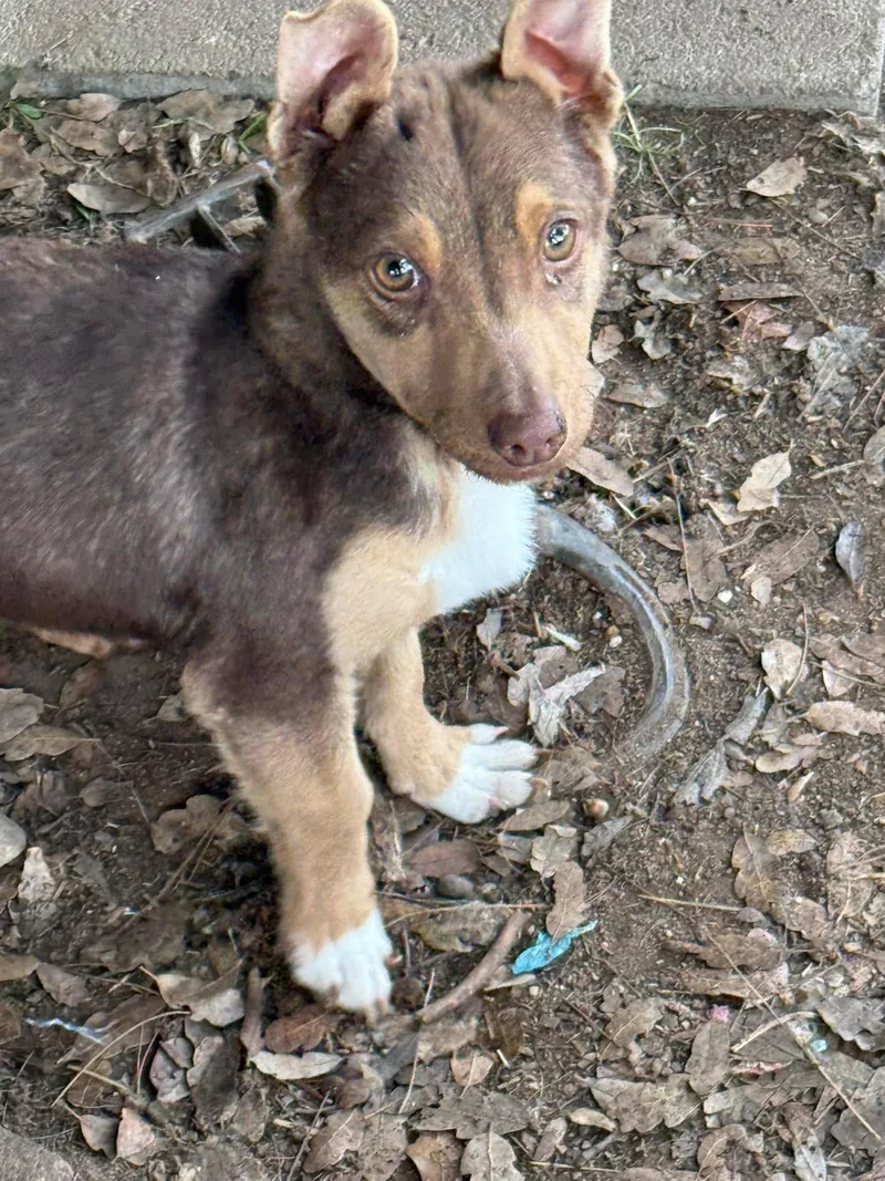 A young small-sized male Brown / Chocolate Pit Bull Terrier dog named Arrow for adoption in Fresno, CA