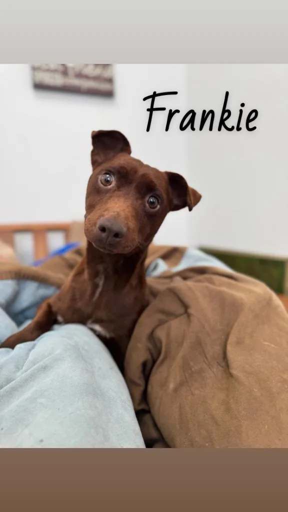Frankie