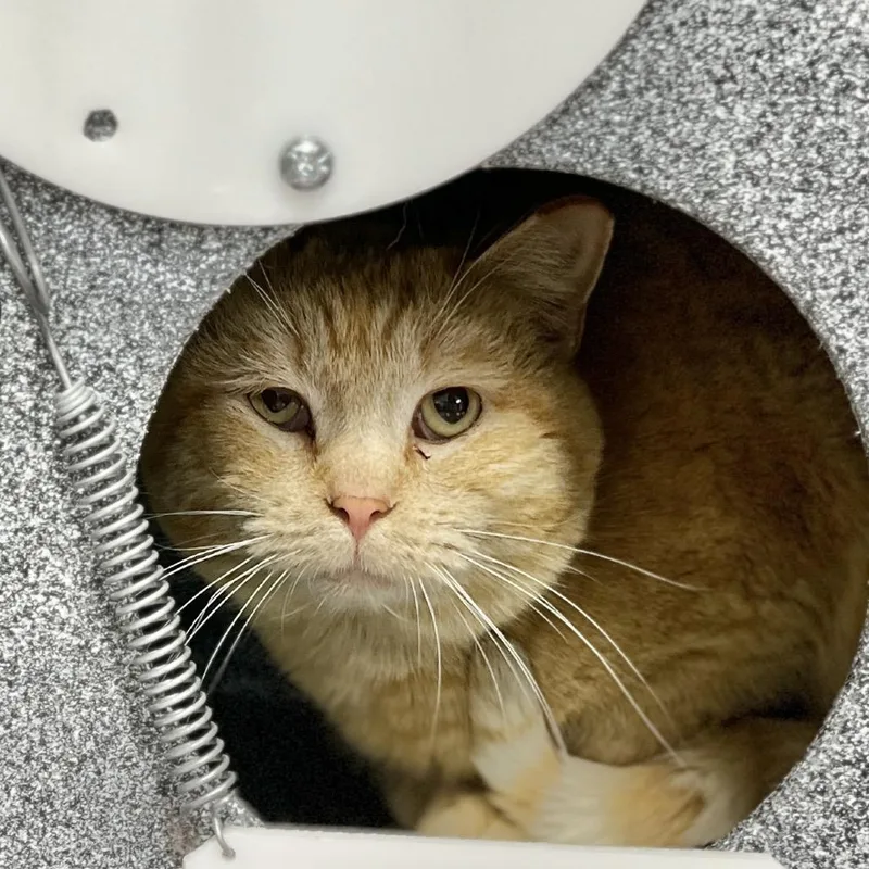 Cucumber thumbnail 2