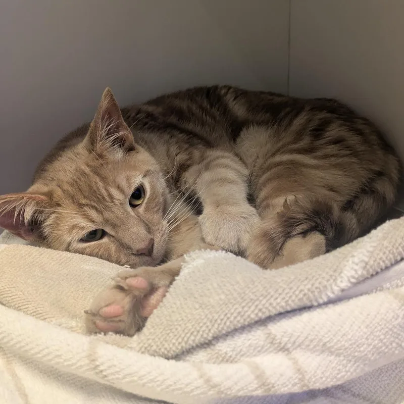 Meowstro thumbnail 2