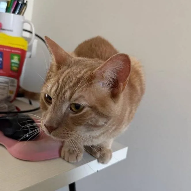 Meowstro thumbnail 3