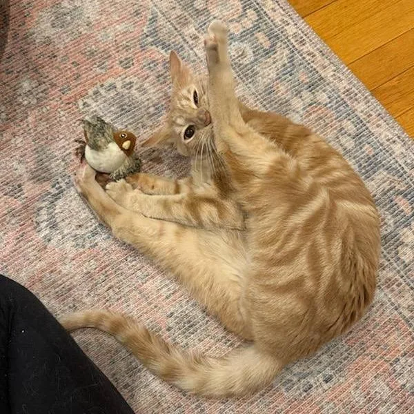 Meowstro thumbnail 4