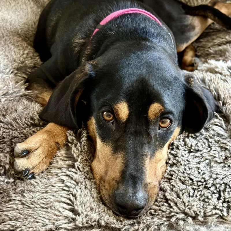 Peggy Sue thumbnail 2