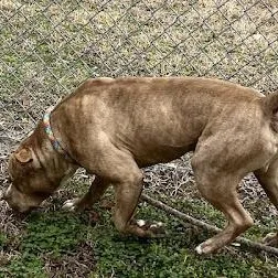 Hawthorn  A Gentle thumbnail 2