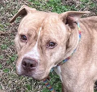 Hawthorn  A Gentle thumbnail 3