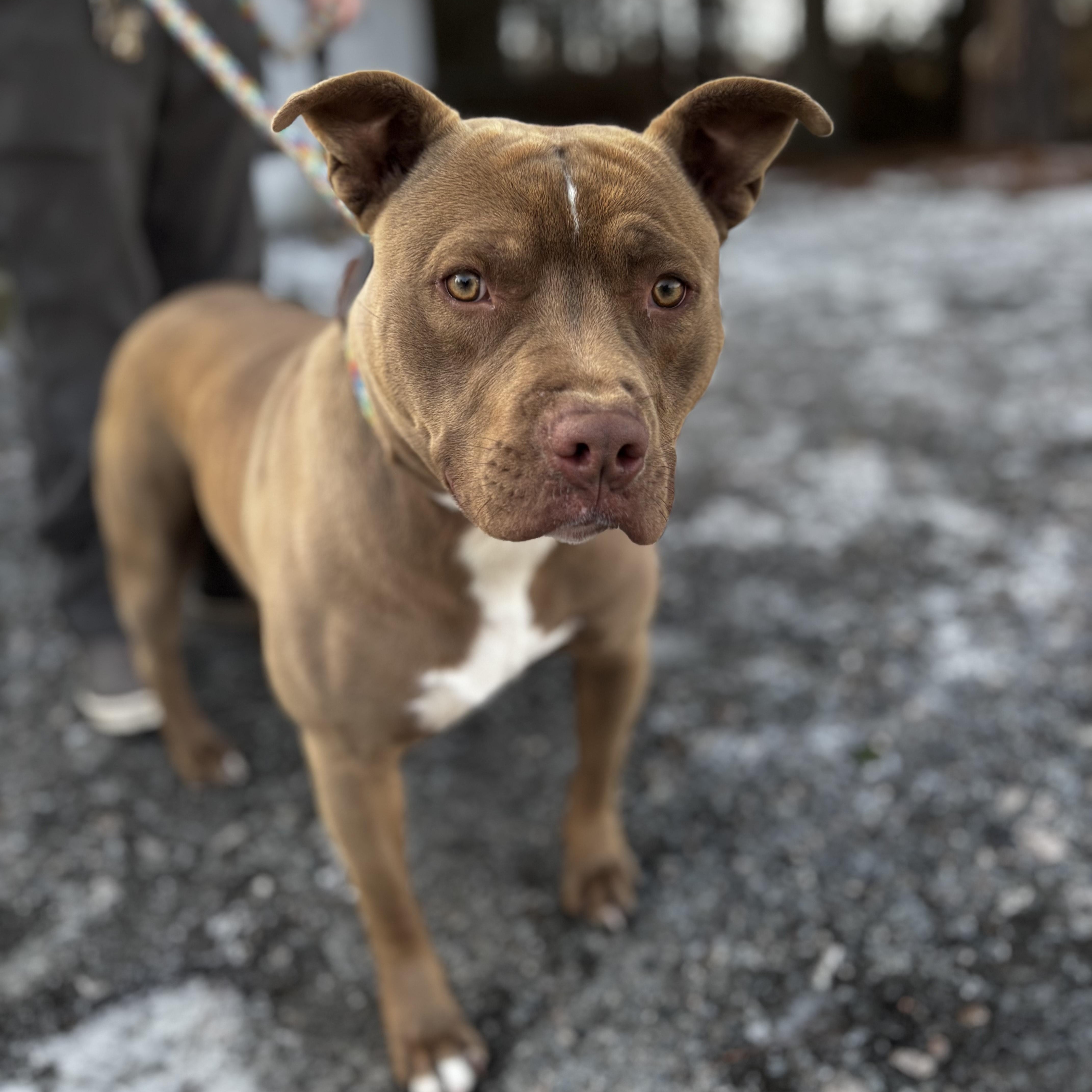 A young medium-sized male Brown / Chocolate American Staffordshire Terrier dog named Jericho  Absolute Sweetheart for adoption in Charlottesville, VA