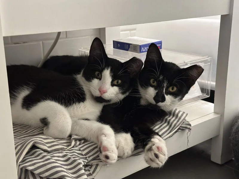 Comet And Starr thumbnail 2