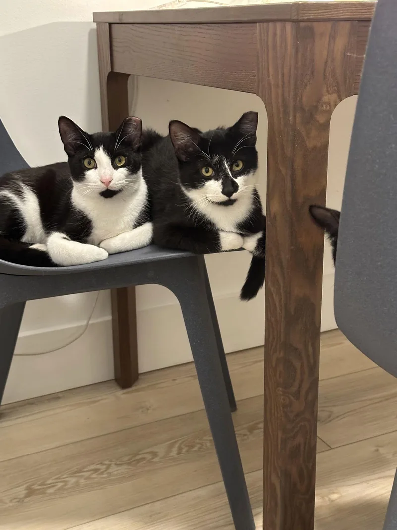 Comet And Starr thumbnail 3