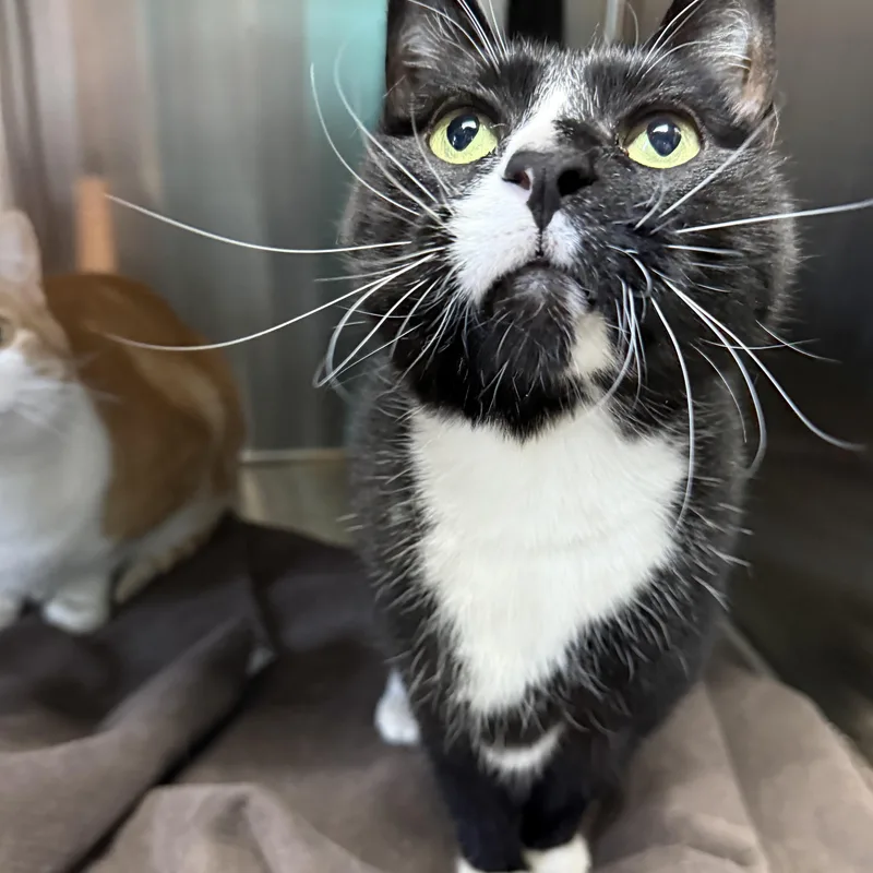 Milo's Sweet Tea thumbnail 2