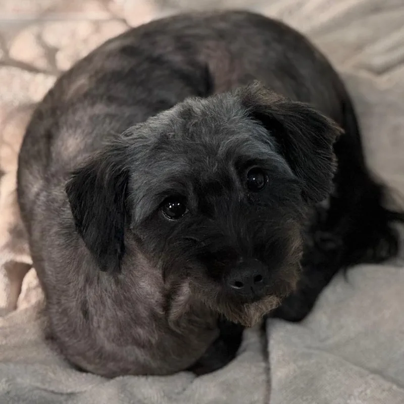 Vince Moretti thumbnail 5